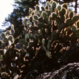cactus and pines, near Cerro del Norte, Isla de Cedros