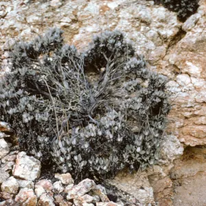 Eriogonum Molle, Isla de Cedros