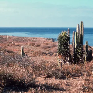 Lophocereus and Yucca planted at small ruin above Campo Punta Norte