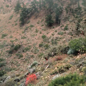 pines above mine, Cedros Island