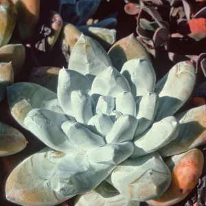 Dudleya pachyphytum, Isla de Cedros