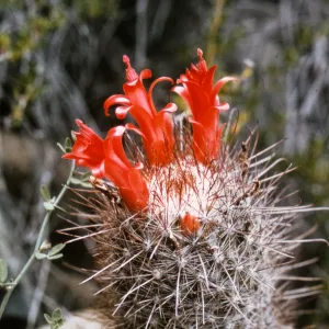 Cochemiea pondii, Isla de Cedros