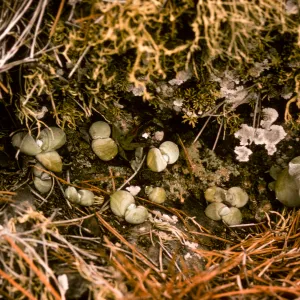 young Dudleya pachyphytum, Isla de Cedros