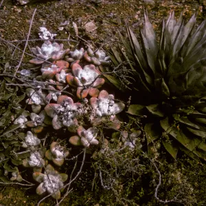 Dudleya pachyphytum, Type Hump, Cedros Island