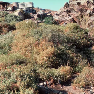 Perityle emoryi, Isla de Cedros