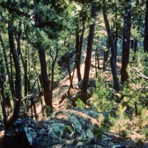 Pines, north end, Isla de Cedros