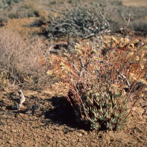 Dudleya albiflora, Natividad Island