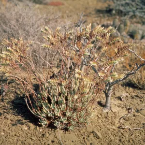 Dudleya albiflora 