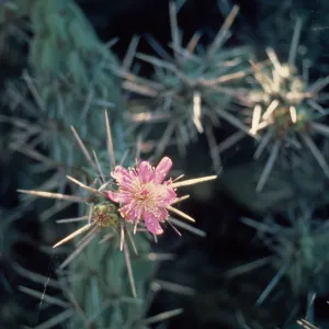 Opuntia flower (Prickly-pear), Natividad Island