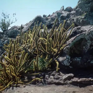 Bergerocactus emoryi, North Coronados Island