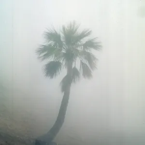 Erythea edulis in mist of clouds or fog