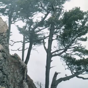 Pinus radiata var. binata, Guadalupe Island
