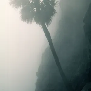Erythea in mist, Guadalupe Island