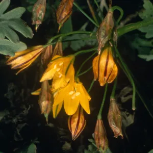 Triteleia guadalupensis, Guadalupe Island