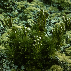 San Martin Island, northwest of village