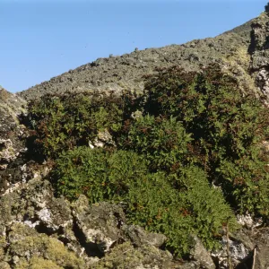 Phacelia ixodes, San Martin Island