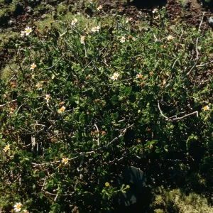 Perityle, San Martin Island 