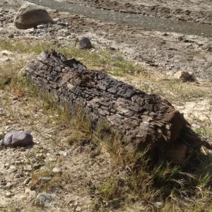 Fossil Log, Canada de los Sauces, Santa Cruz Island