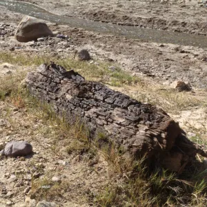 Fossil Log, Canada de los Sauces, Santa Cruz Island