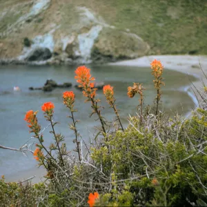 Castilleja affinis, little Harbor, Catalina Island