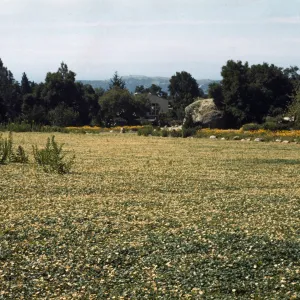 Strawberry Meadow, ocean view from top of Meadow