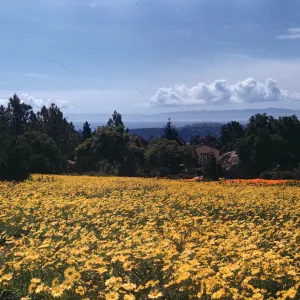 Meadow, planted with Coreopsis maritima, ocean and island view from top of Meadow