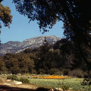 Upper edge of Strawberry Meadow, SBBG (Meadow 1940s-1950s)