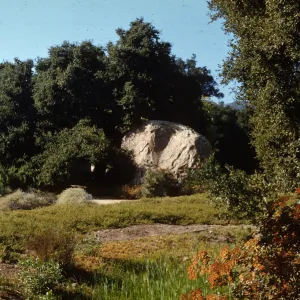 Island Eriogonum, Blaksley Boulder, lower Meadow