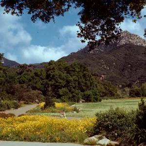 view from base of Meadow to the mountains, Meadow in bloom, 1945