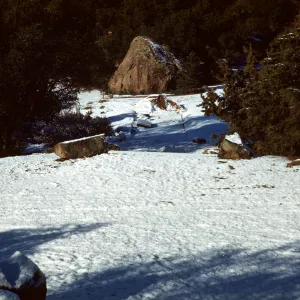 Snow in Garden, Blaksley Boulder, January 1949