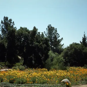 Poppies and Sea Dahlias in the lower Meadow