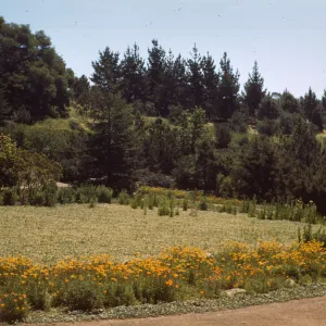 Meadow, 1944, view to Porter trail slope