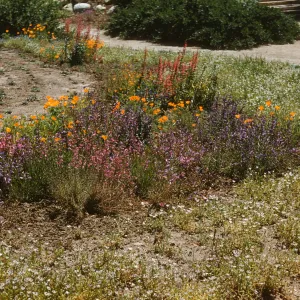Meadow border; (Meadow 1940s-1950s)