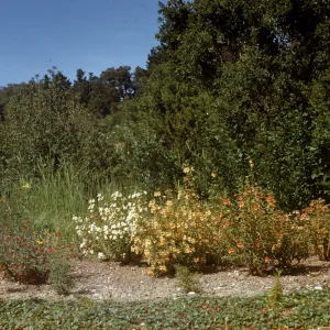 Diplacus border mixed hybrid