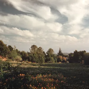 Meadow view to the ocean
