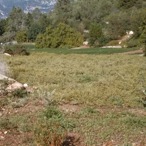 Baccharis ground cover in the Meadow