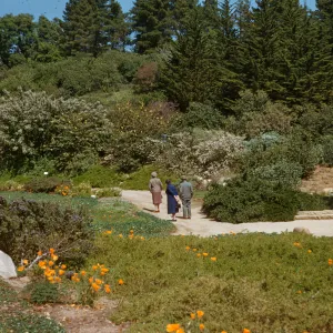 Meadow