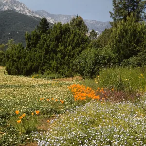 Meadow section spring flowers