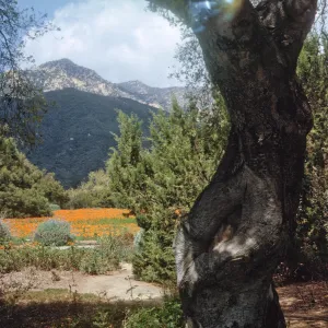 view to La Cumbre Peak over the Meadow