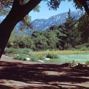 Meadow and view of the Santa Ynez Mountains from under the Meadow Oaks
