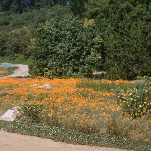 Meadow (Meadow 1940s-1950s)