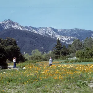 Meadow, poppies & coreopsis maritima (Meadow 1940s-1950s)