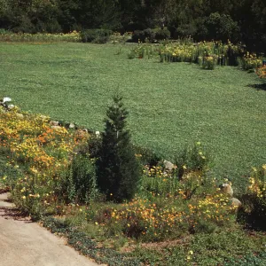 Meadow 1940s-1950s