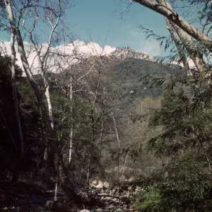 Mission Creek and redwood section, SBBG