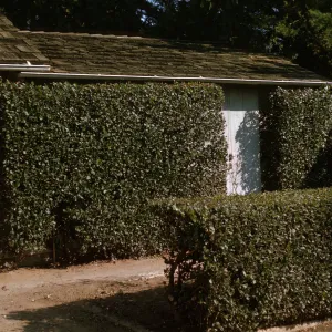 Rhus integrifolia as espalier and hedge by old shop