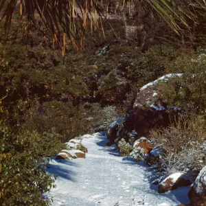 Snow on Campbell Trail, January 1949