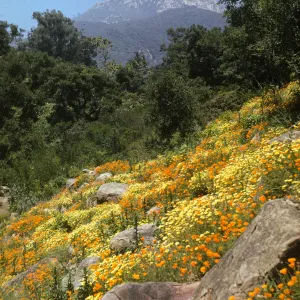 S.B. Botanic Garden Bank of Campbell Trail, Poppies and Tidytips