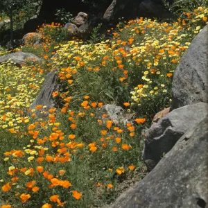 wildflowers on Campbell Trail