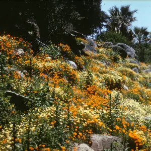 wildflowers on Campbell Trail