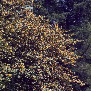 Fremontodendron blooming in Arroyo